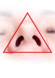 Figure 13. Nasal base, proximal view.