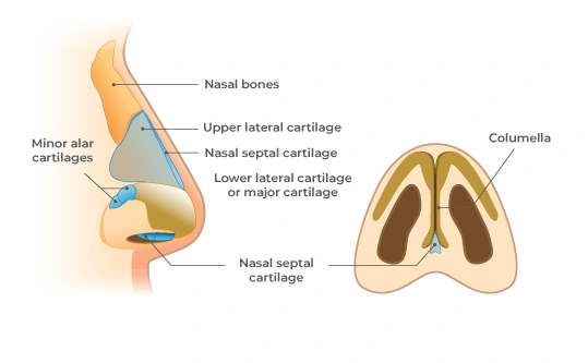 graphic depicting the Nasal Keystone Area