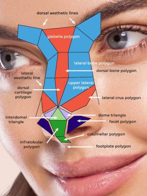 graphic showing the nasal polygons